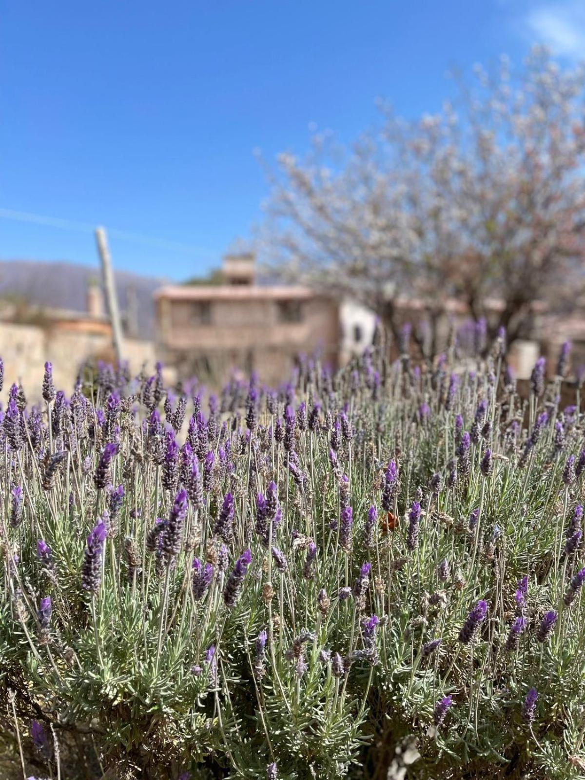 El Ensueno Villa Tilcara Bagian luar foto